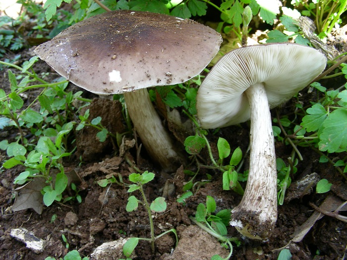 980 Marzo vecchio ritrovamento